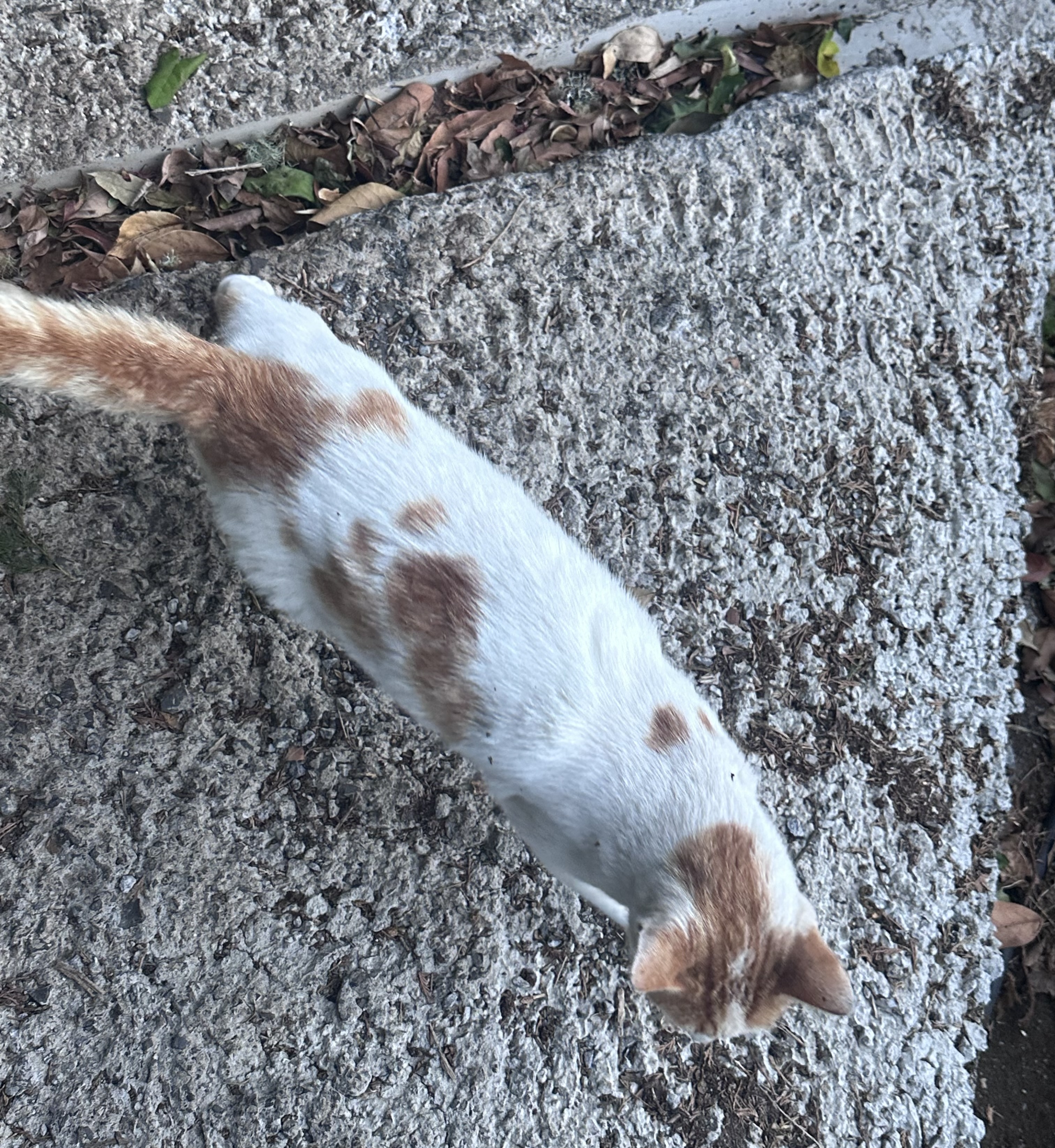White cat with orange spots 